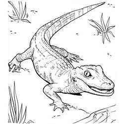 Раскраска: крокодил (Животные) #4903 - Раскраски для печати