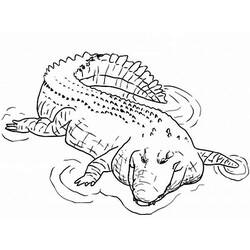 Раскраска: крокодил (Животные) #4910 - Раскраски для печати