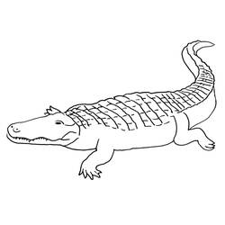 Раскраска: крокодил (Животные) #4950 - Раскраски для печати