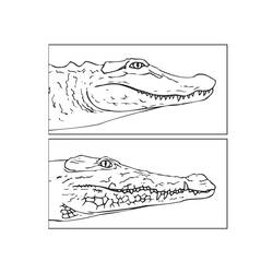 Раскраска: крокодил (Животные) #4978 - Бесплатные раскраски для печати