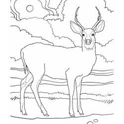 Раскраска: косуля (Животные) #2576 - Раскраски для печати