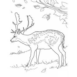 Раскраска: косуля (Животные) #2579 - Бесплатные раскраски для печати