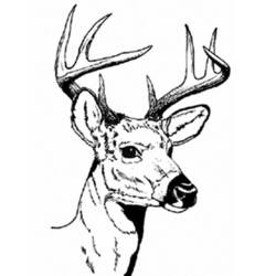 Раскраска: косуля (Животные) #2580 - Бесплатные раскраски для печати