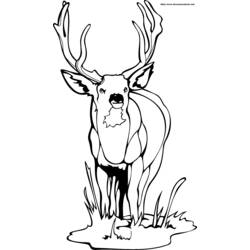 Раскраска: косуля (Животные) #2610 - Бесплатные раскраски для печати