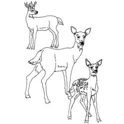 Раскраска: косуля (Животные) #2619 - Бесплатные раскраски для печати