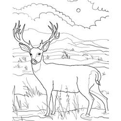 Раскраска: косуля (Животные) #2629 - Бесплатные раскраски для печати