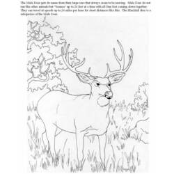 Раскраска: косуля (Животные) #2630 - Бесплатные раскраски для печати