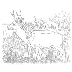 Раскраска: косуля (Животные) #2632 - Раскраски для печати