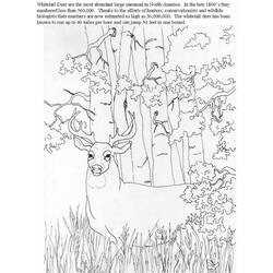 Раскраска: косуля (Животные) #2635 - Бесплатные раскраски для печати