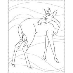 Раскраска: косуля (Животные) #2685 - Бесплатные раскраски для печати