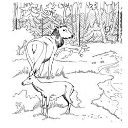 Раскраска: косуля (Животные) #2687 - Бесплатные раскраски для печати