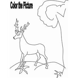 Раскраска: косуля (Животные) #2725 - Бесплатные раскраски для печати