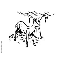 Раскраска: лань (Животные) #1140 - Раскраски для печати