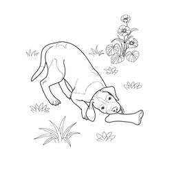 Раскраска: собака (Животные) #3117 - Бесплатные раскраски для печати