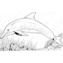 Раскраска: дельфин (Животные) #5092 - Раскраски для печати