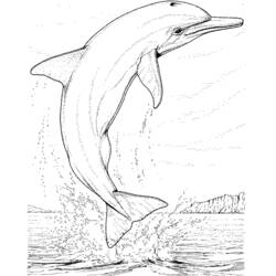 Раскраска: дельфин (Животные) #5100 - Раскраски для печати