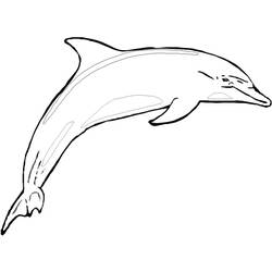 Раскраска: дельфин (Животные) #5159 - Раскраски для печати