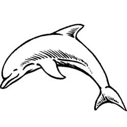 Раскраска: дельфин (Животные) #5165 - Раскраски для печати