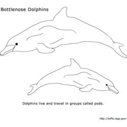Раскраска: дельфин (Животные) #5189 - Бесплатные раскраски для печати