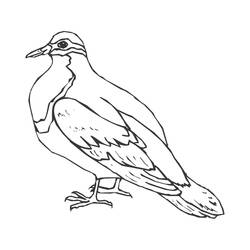 Раскраска: голубь (Животные) #3999 - Бесплатные раскраски для печати