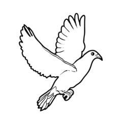 Раскраска: голубь (Животные) #4011 - Раскраски для печати