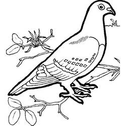 Раскраска: голубь (Животные) #4020 - Раскраски для печати