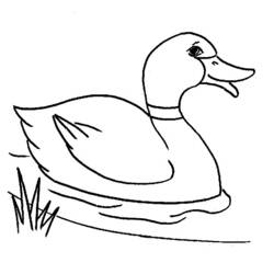 Раскраска: утка (Животные) #1441 - Раскраски для печати