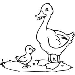 Раскраска: утка (Животные) #1442 - Раскраски для печати