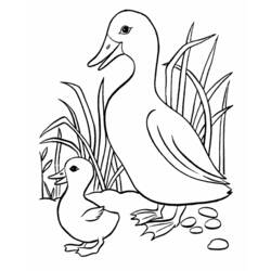 Раскраска: утка (Животные) #1471 - Раскраски для печати