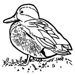 Раскраска: утка (Животные) #1473 - Бесплатные раскраски для печати