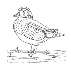 Раскраска: утка (Животные) #1478 - Бесплатные раскраски для печати