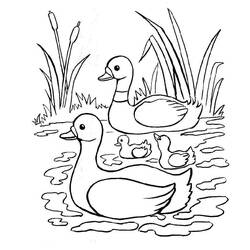 Раскраска: утка (Животные) #1487 - Раскраски для печати