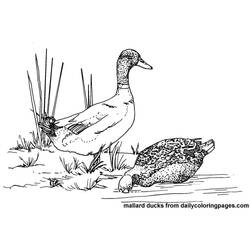 Раскраска: утка (Животные) #1491 - Раскраски для печати