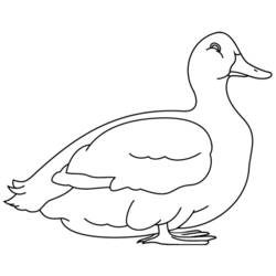 Раскраска: утка (Животные) #1503 - Раскраски для печати