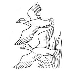 Раскраска: утка (Животные) #1511 - Раскраски для печати