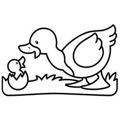 Раскраска: утка (Животные) #1516 - Раскраски для печати