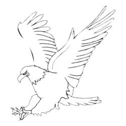 Раскраска: орел (Животные) #276 - Раскраски для печати
