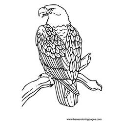 Раскраска: орел (Животные) #279 - Раскраски для печати