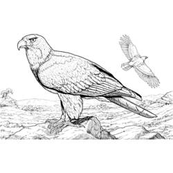 Раскраска: орел (Животные) #283 - Раскраски для печати