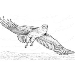 Раскраска: орел (Животные) #287 - Раскраски для печати