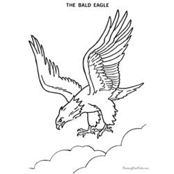 Раскраска: орел (Животные) #293 - Раскраски для печати