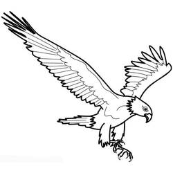Раскраска: орел (Животные) #294 - Раскраски для печати