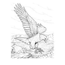 Раскраска: орел (Животные) #296 - Раскраски для печати