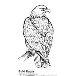 Раскраска: орел (Животные) #297 - Раскраски для печати