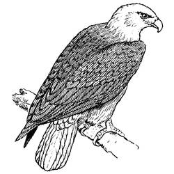 Раскраска: орел (Животные) #298 - Раскраски для печати