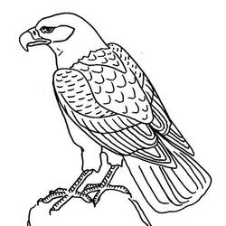 Раскраска: орел (Животные) #302 - Раскраски для печати