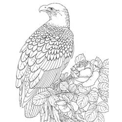 Раскраска: орел (Животные) #304 - Раскраски для печати