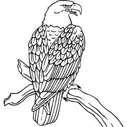 Раскраска: орел (Животные) #308 - Раскраски для печати