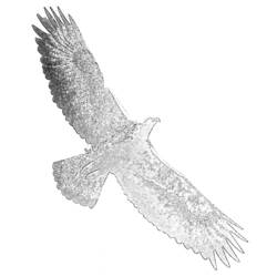 Раскраска: орел (Животные) #321 - Раскраски для печати