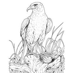 Раскраска: орел (Животные) #328 - Бесплатные раскраски для печати